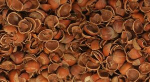 Fındık Kabuklarının Besin Değeri: Neleri İçerir?